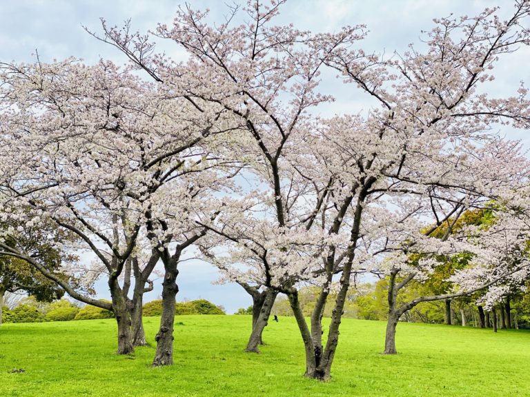 【 緊急企画！】🌸 お花見サイクリング 🌸 開催致します！